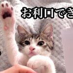 子猫とお買い物ごっこ、まるで子供のようで想像を超える結果にwww【預かり保護猫】