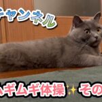 ムギの1日 #ブリティッシュショートヘア #猫 #かわいい猫 #いやしねこ #癒し #cat #ねこ動画 #むぎ #家族 #誕生日   #ねこのいる暮らし#体操 #スーパーマリオ #健康