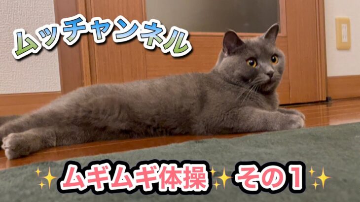 ムギの1日 #ブリティッシュショートヘア #猫 #かわいい猫 #いやしねこ #癒し #cat #ねこ動画 #むぎ #家族 #誕生日   #ねこのいる暮らし#体操 #スーパーマリオ #健康