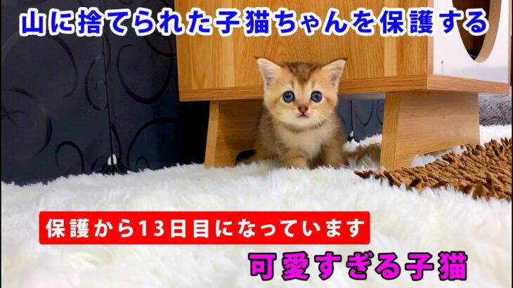 育児放棄されてしまった子猫を保護した13日間 │可愛すぎる赤ちゃん猫の可愛い一日【保護猫】