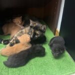 【生後17日目】5匹の子猫が産まれて17日目！17days after 5 kittens were born!