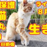 【子猫保護】1週間の命と医者から言われた子猫今家猫になりワガママでわんぱくです。近況LIVE配信