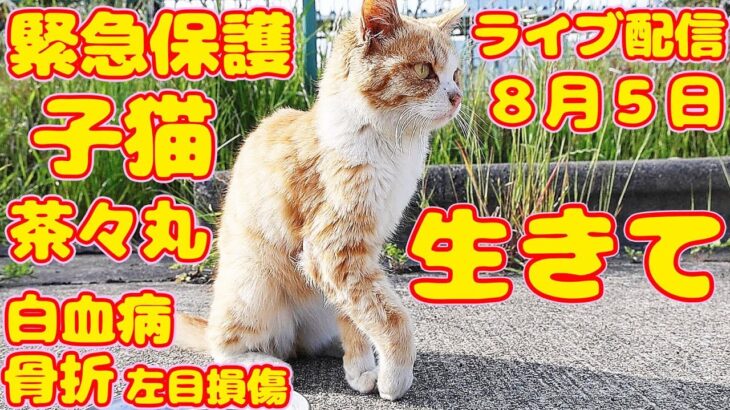 【子猫保護】1週間の命と医者から言われた子猫今家猫になりワガママでわんぱくです。近況LIVE配信