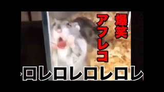 2023 絶対笑える！犬、猫、動物の面白いアテレコ・アフレコ＆可愛い動画【動物おもしろ】