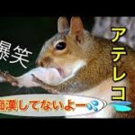 2023 絶対笑える！犬、猫、動物の面白いアテレコ・アフレコ＆可愛い動画【動物おもしろ】vol.2