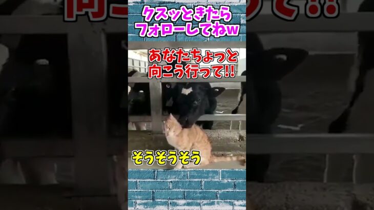 【動物おもしろ】爆笑動物アフレコ🤣あり得ないことをする犬、猫・おもしろ犬、猫・ハプニング集8.5-8　#shorts