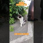 夏場は毎日アップ子猫の親分 8月24日今日の子猫の親分はお気に入りの岩場に行くまで