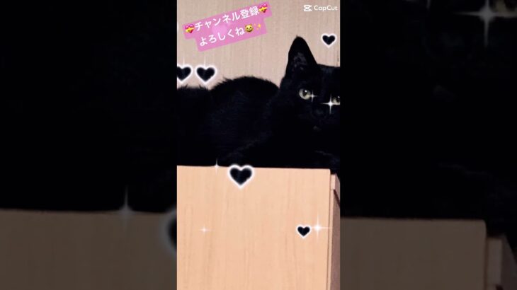 【😸BIBIPON😸】我が家の 💕PONちゃん💕です✨ #猫 #癒し # PON#可愛い