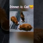 猫のご飯🐱  Dinner is cat’s      #ねこ #地域猫 #かわいい猫 #ご飯 #動物 #燈 #cat #cutecat #dinner #tokyo #animal #nowar