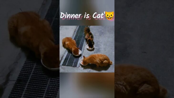 猫のご飯🐱  Dinner is cat’s      #ねこ #地域猫 #かわいい猫 #ご飯 #動物 #燈 #cat #cutecat #dinner #tokyo #animal #nowar