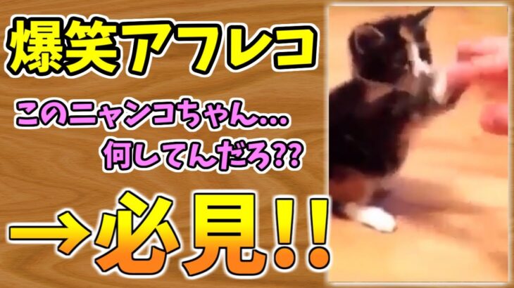 【動物おもしろ】猫・犬・動物の爆笑アフレコ！ハプニングだらけの犬、猫がおもしろすぎた集 Vol.１０