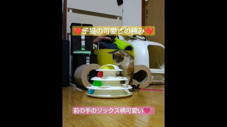 【子猫の遊び】スリコのおもちゃで遊ぶグラ #猫 #cat #癒し #保護猫 #おもしろ猫 #のんびり #子猫 #三毛猫 #預かりボランティア