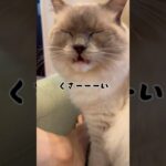 失礼な猫#ねこ #ラグドール #猫 #cat #ラグドール #ragdollcat #猫動画 #funnycats #shorts  #にゃんこ #ねこのいる生活 #おもしろ動画 #おもしろい動物