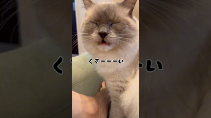 失礼な猫#ねこ #ラグドール #猫 #cat #ラグドール #ragdollcat #猫動画 #funnycats #shorts  #にゃんこ #ねこのいる生活 #おもしろ動画 #おもしろい動物