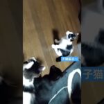 激カワ子猫の首振りダンス #cat #shorts #オトナブルー