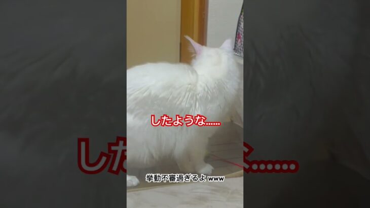 挙動不審猫 #ねこのきもち #catlover #猫癒し動画 #猫おもしろ動画