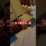 急な××⁉️…笑笑 #猫おもしろ動画 #catlover #猫癒し動画