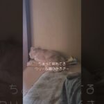 【猫/cat】拗ねてしまった猫ちゃん🥺クリーム猫のみるきー＆キジトラor麦わら猫のルック【かわいい/癒し】#shorts