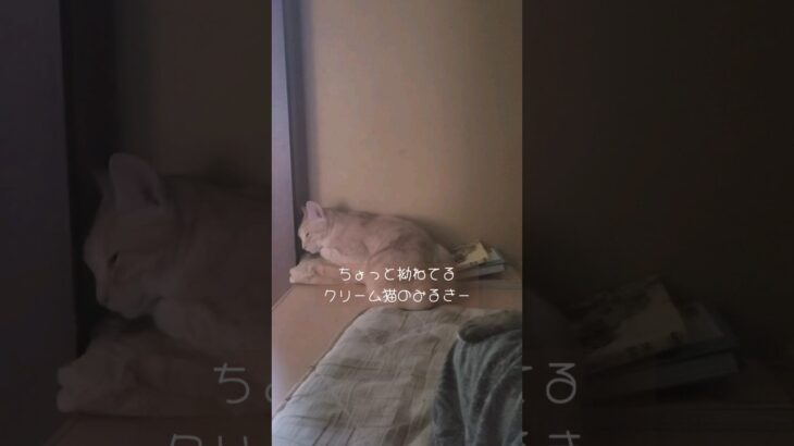 【猫/cat】拗ねてしまった猫ちゃん🥺クリーム猫のみるきー＆キジトラor麦わら猫のルック【かわいい/癒し】#shorts