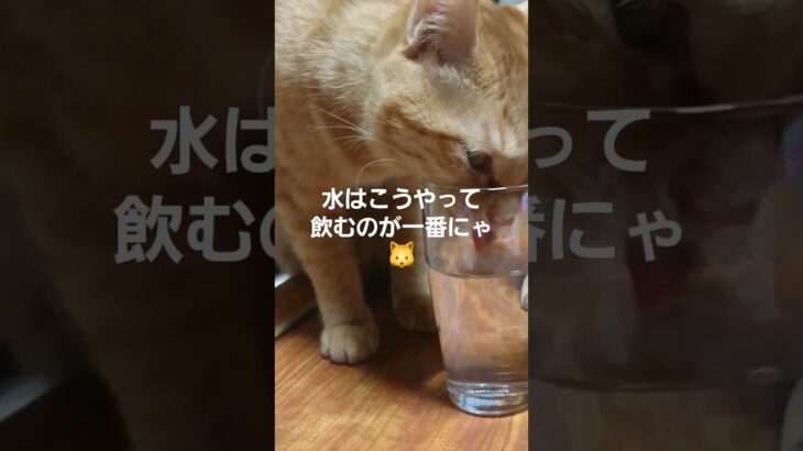 【水飲む猫】#猫 #かわいい猫 #shorts #貴方の恋人になりたい