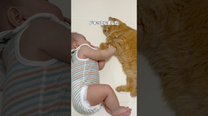 赤ちゃんを見守る猫にハプニング発生!? #shorts