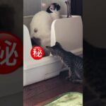 姉のトイレを覗き見するのにハマっちゃう子猫…笑　#子猫 #shorts