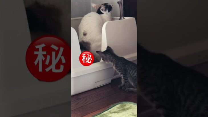 姉のトイレを覗き見するのにハマっちゃう子猫…笑　#子猫 #shorts