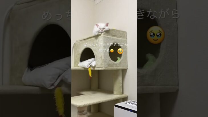 #shorts #cat #猫好き  #スコティッシュフォールド #癒し動画 #猫のいる暮らし #サイベリアン #大型猫 #マンチカン #おすすめ #고양이