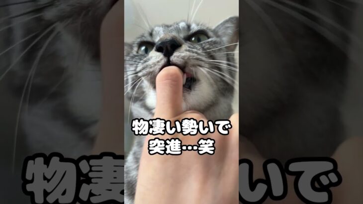 眠りから起きた瞬間の猫の行動がおもしろすぎた #shorts #猫 #cat