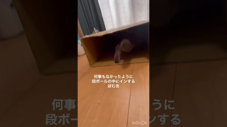 ハプニングがあっても動じないぽむ吉#shorts #cat #ブリティッシュショートヘア #猫 #britishshorthair