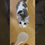 #ねこのいる生活 #猫 #ねこ動画 #おもしろ #おすすめ