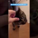 飼い主を見つけた時の猫の反応 #ペット #癒し #かわいい #動物 #猫 #アメリカンカール