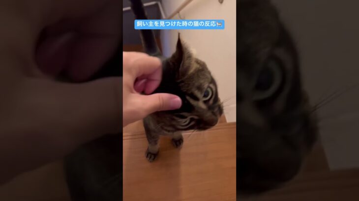 飼い主を見つけた時の猫の反応 #ペット #癒し #かわいい #動物 #猫 #アメリカンカール