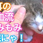 【秘術⁉️】子猫を快眠にいざなう⁉️マッサージ⁉️