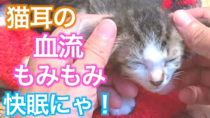 【秘術⁉️】子猫を快眠にいざなう⁉️マッサージ⁉️