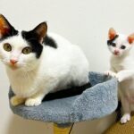 多頭崩壊からの保護猫、子猫を人間に託す