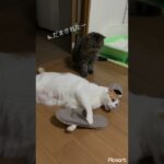 【先輩猫と後輩猫】最近仲がよろしいようで(^^) #ショート動画 #保護猫 #猫のいる暮らし #猫動画 #猫多頭飼い