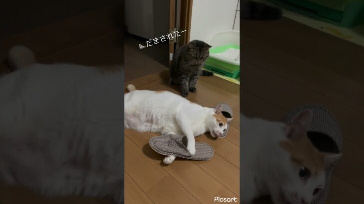 【先輩猫と後輩猫】最近仲がよろしいようで(^^) #ショート動画 #保護猫 #猫のいる暮らし #猫動画 #猫多頭飼い