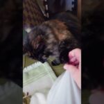 爪がクッションから取れない猫 #猫 #おもしろ