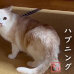 お盆のある日のパトロール。ハプニングもありつつ、いつもと違う景色に興味津々の猫の様子をご覧下さい。