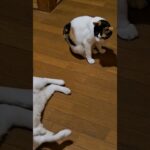 兄猫が倒れた！大丈夫？ #おもしろ動画 #かわいい #ねこ #ネコ #子猫関連 #猫 #グルーミング #しっぽ #兄弟猫