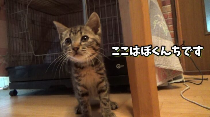 車屋で保護した子猫が１日でこうなりました