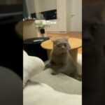 【爆笑】ネコが足の裏を嗅ぐとwww #ハプニング #funny #面白い #ネコ #動物 #猫