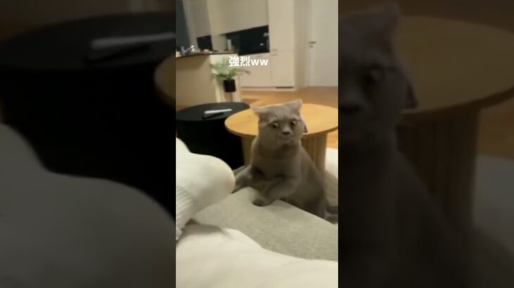 【爆笑】ネコが足の裏を嗅ぐとwww #ハプニング #funny #面白い #ネコ #動物 #猫