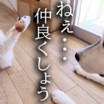 100倍大きい犬と子猫が一緒に暮らすとこうなる…