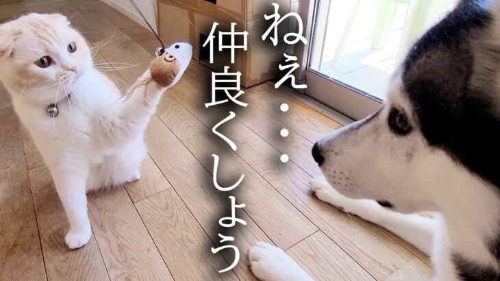 100倍大きい犬と子猫が一緒に暮らすとこうなる…