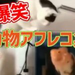 2023 絶対笑える！犬、猫、動物の面白いアテレコ・アフレコ＆可愛い動画【動物おもしろ】vol.14