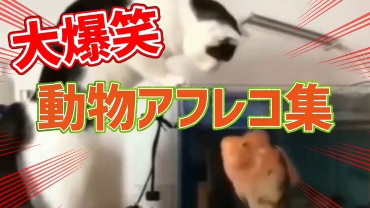 2023 絶対笑える！犬、猫、動物の面白いアテレコ・アフレコ＆可愛い動画【動物おもしろ】vol.14