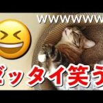 2023 絶対笑える！犬、猫、動物の面白いアテレコ・アフレコ＆可愛い動画【動物おもしろ】vol.20