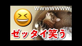 2023 絶対笑える！犬、猫、動物の面白いアテレコ・アフレコ＆可愛い動画【動物おもしろ】vol.20